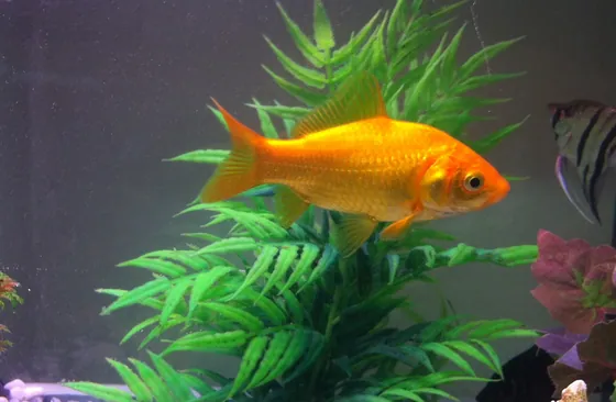 Goldfish (Fancy)