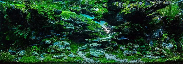 Aquascape inspiration