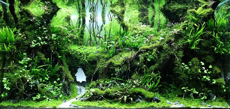Aquascape inspiration