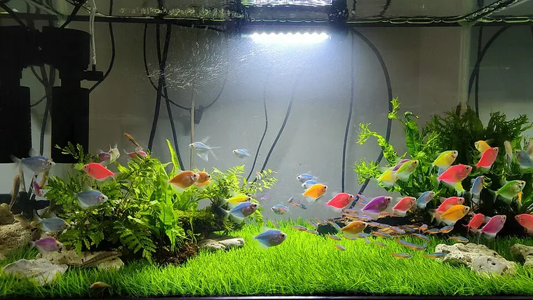Aquascape inspiration