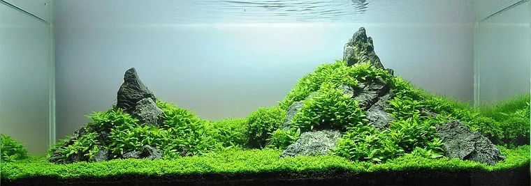 Aquascape inspiration