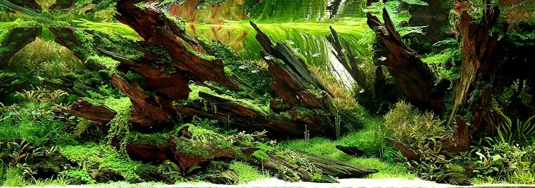 Aquascape inspiration
