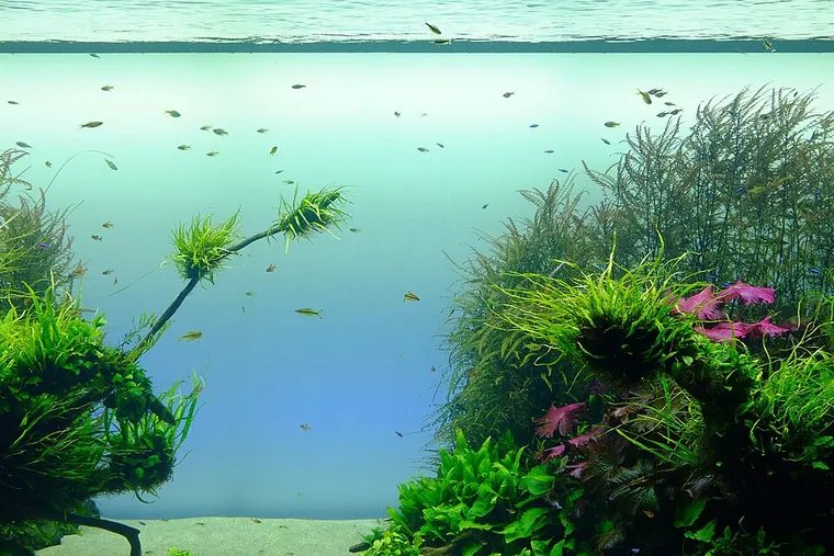 Aquascape inspiration