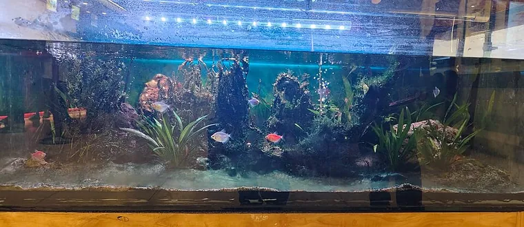 Aquascape inspiration