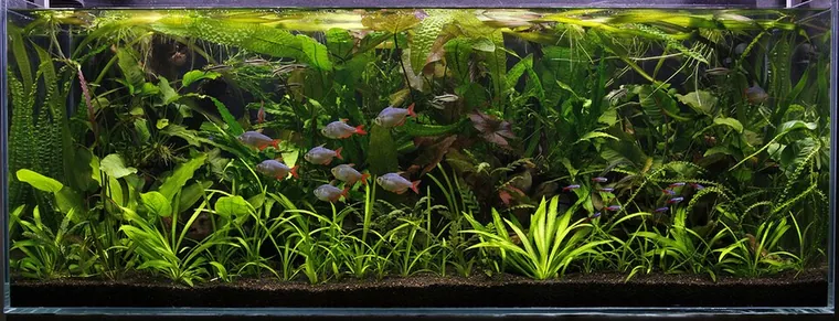 Aquascape inspiration