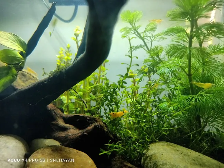 Aquascape inspiration