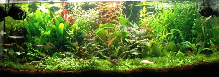 Aquascape inspiration