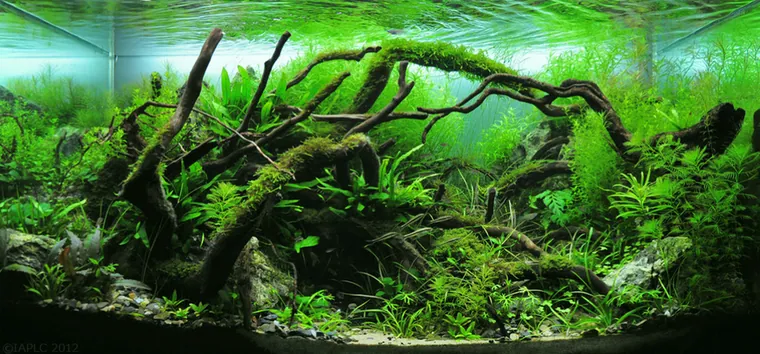 Aquascape inspiration