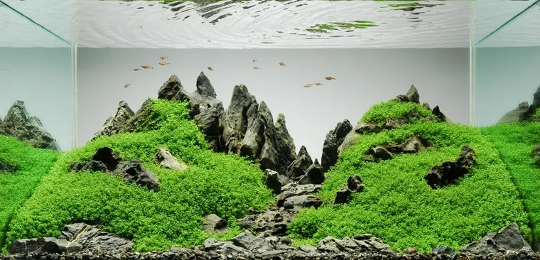 Aquascape inspiration