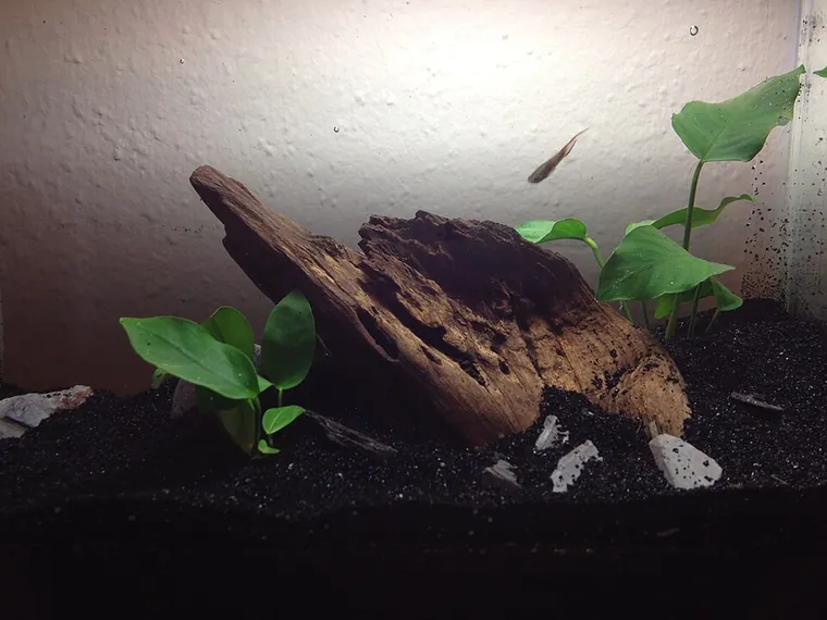 Aquascape inspiration