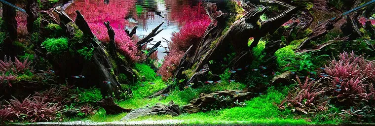 Aquascape inspiration
