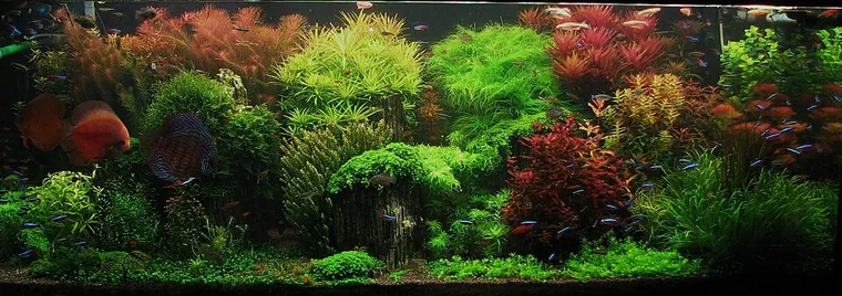 Aquascape inspiration