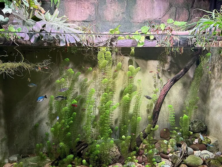 Aquascape inspiration