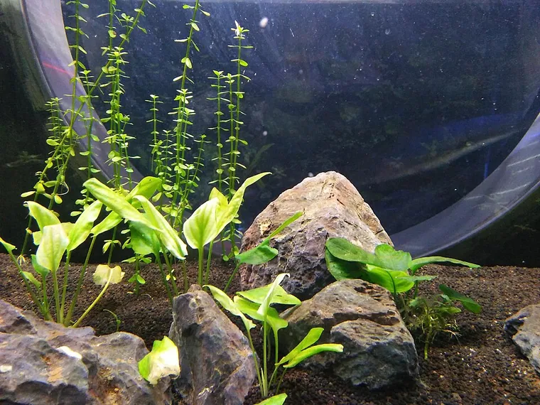 Aquascape inspiration
