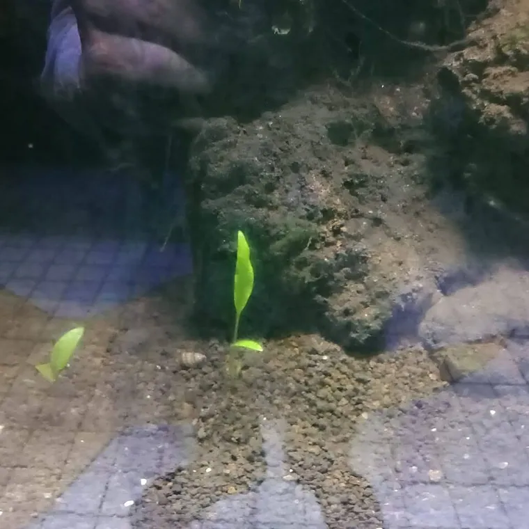 Aquascape inspiration