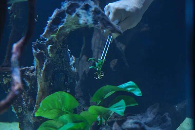 Aquascape inspiration