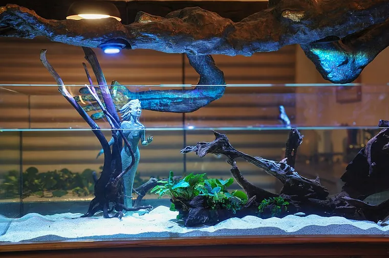 Aquascape inspiration