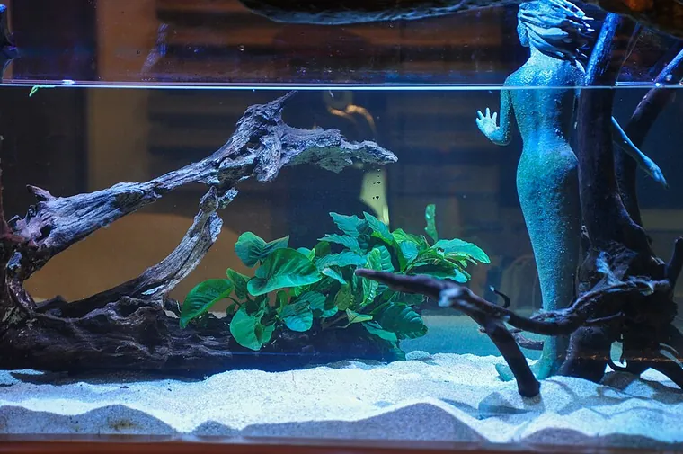 Aquascape inspiration