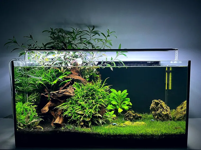 Aquascape inspiration