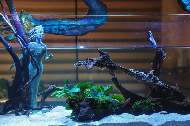 Aquascape inspiration