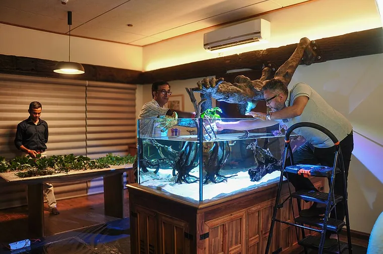 Aquascape inspiration