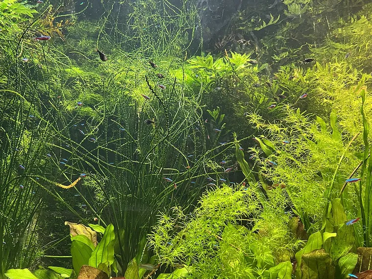 Aquascape inspiration