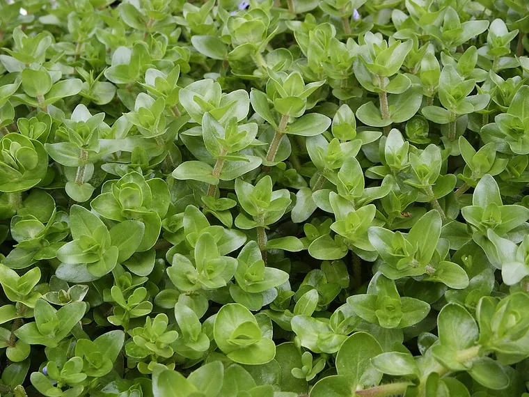 Aquascape inspiration