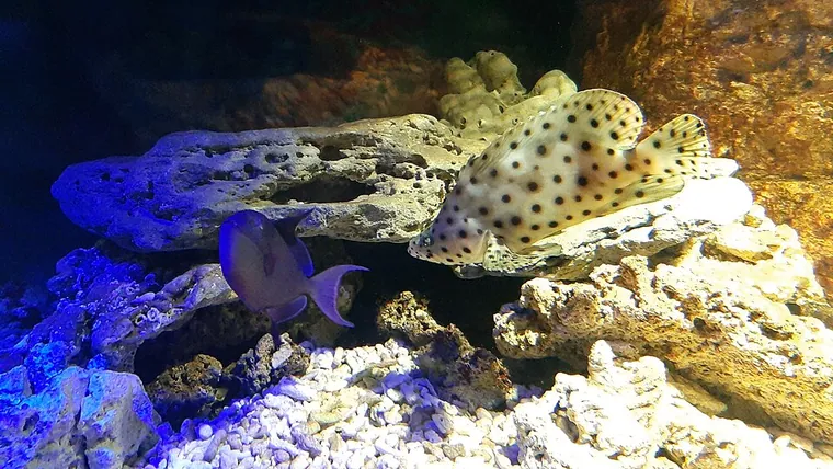 Aquascape inspiration