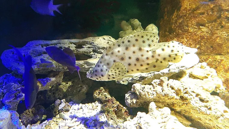 Aquascape inspiration