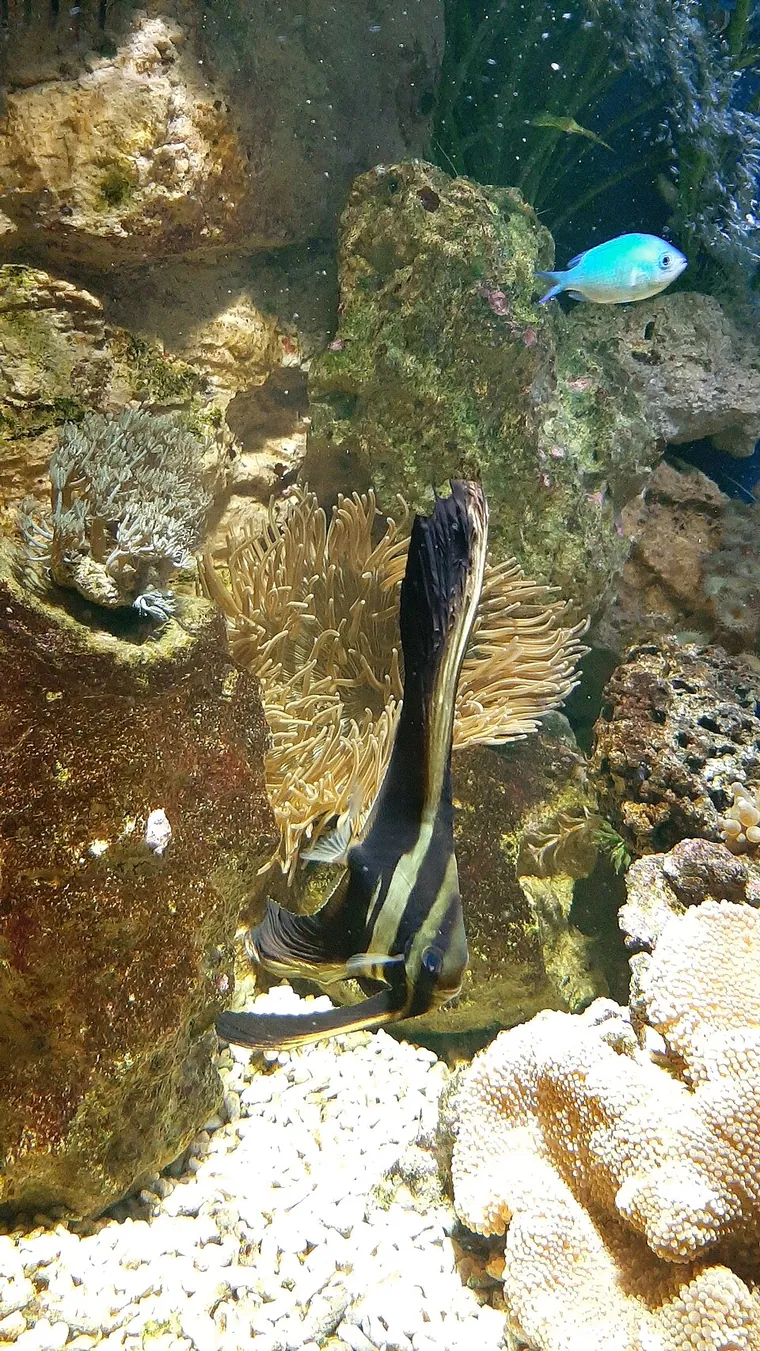 Aquascape inspiration