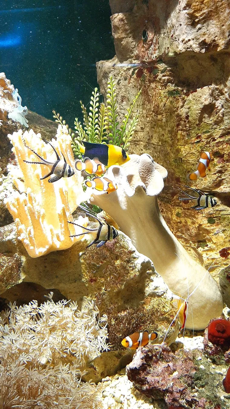 Aquascape inspiration