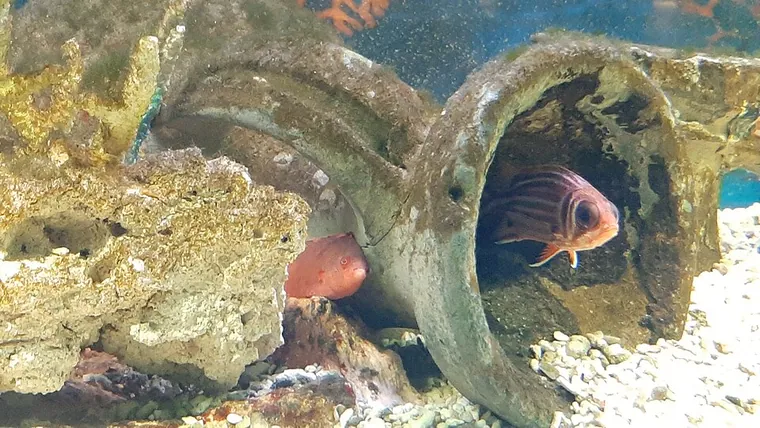 Aquascape inspiration